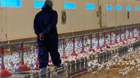 Pour les TC, les visites en élevage doivent être réservées aux cas strictement nécessaires liés à des questions techniques ou sanitaires urgentes dans le cadre de la conduite des animaux. © Y. BOLOH